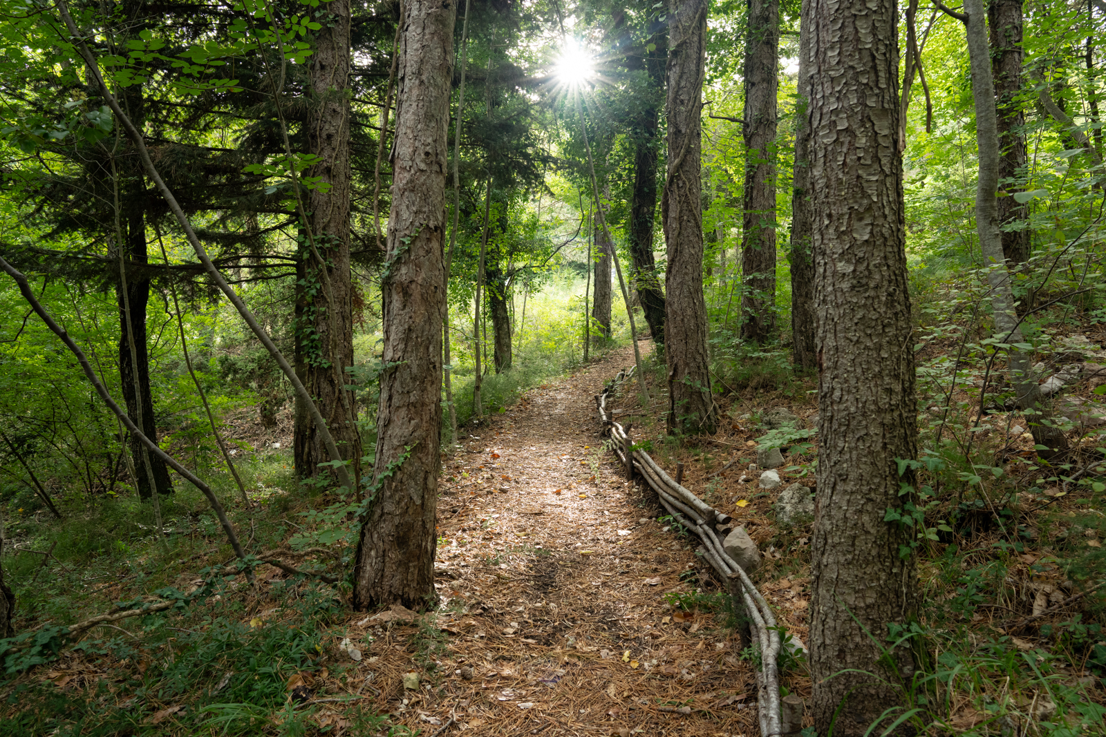 Path in the forest