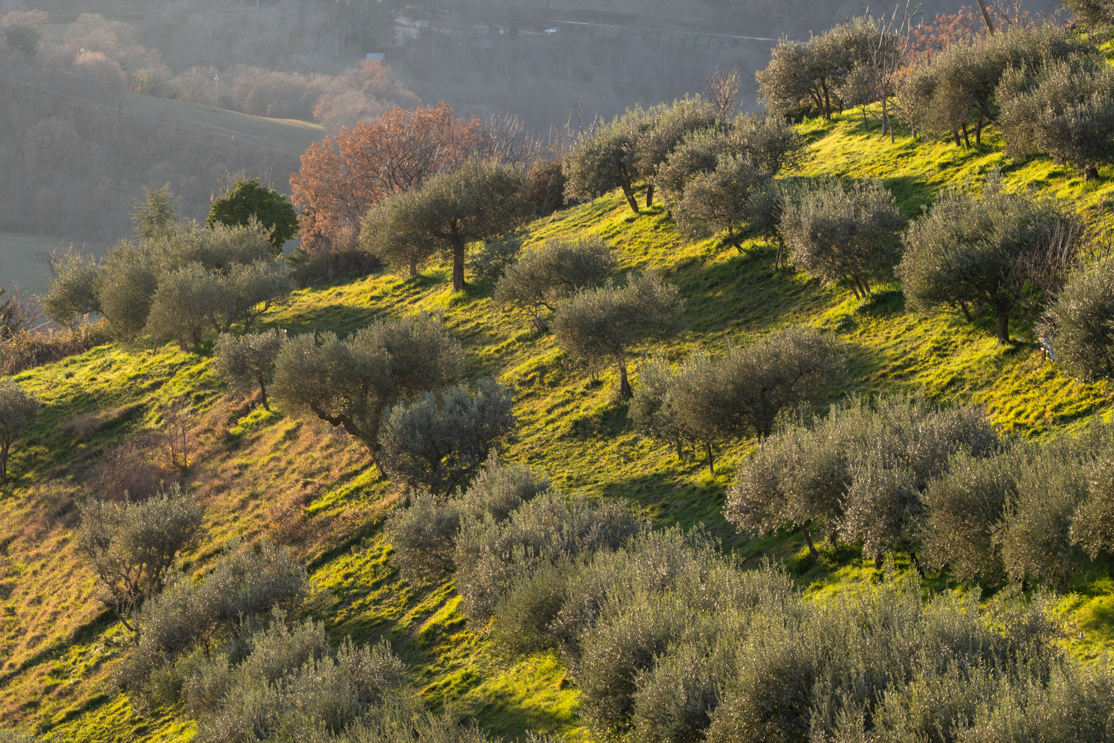 Olive trees