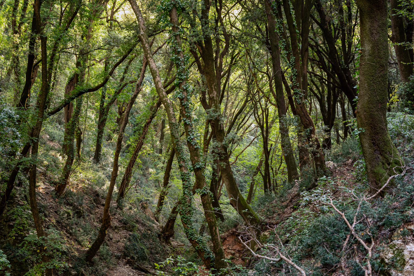 Lecceta dell'Eremo delle Carceri