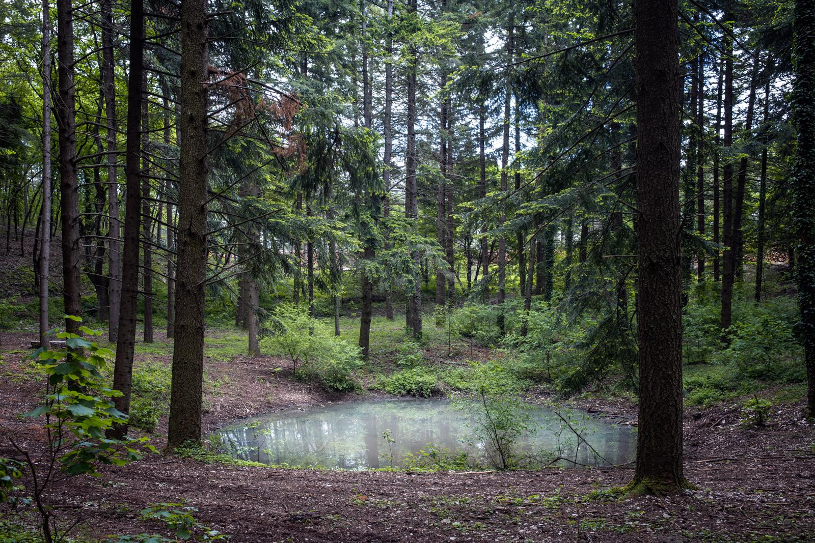 Faggeta del Macchione