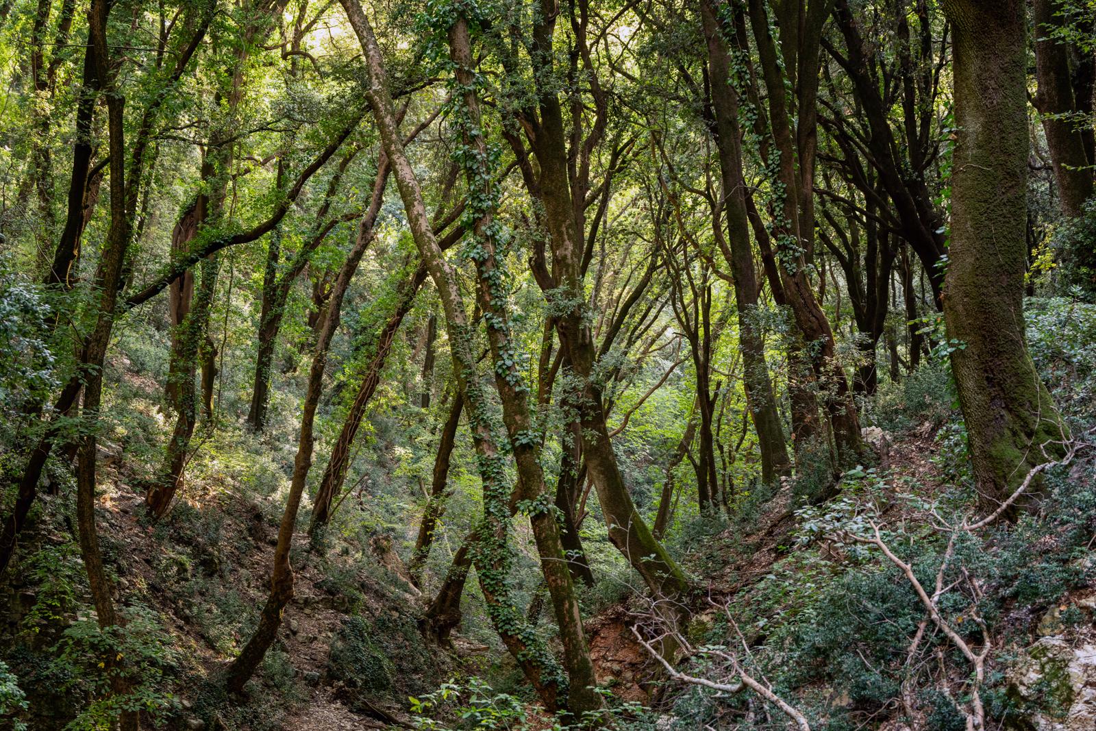 Lecceta dell'Eremo delle Carceri