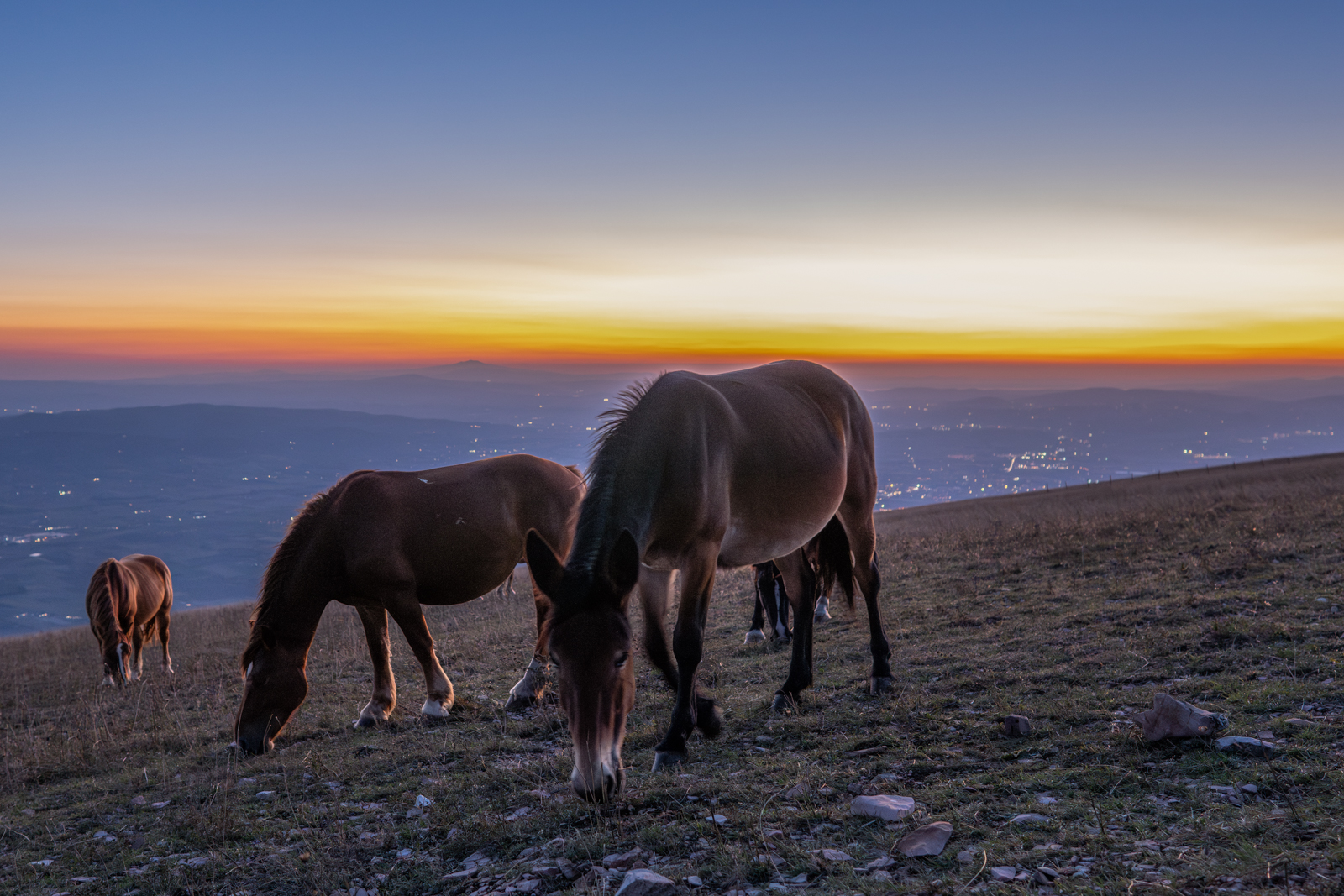 Horses at sunset