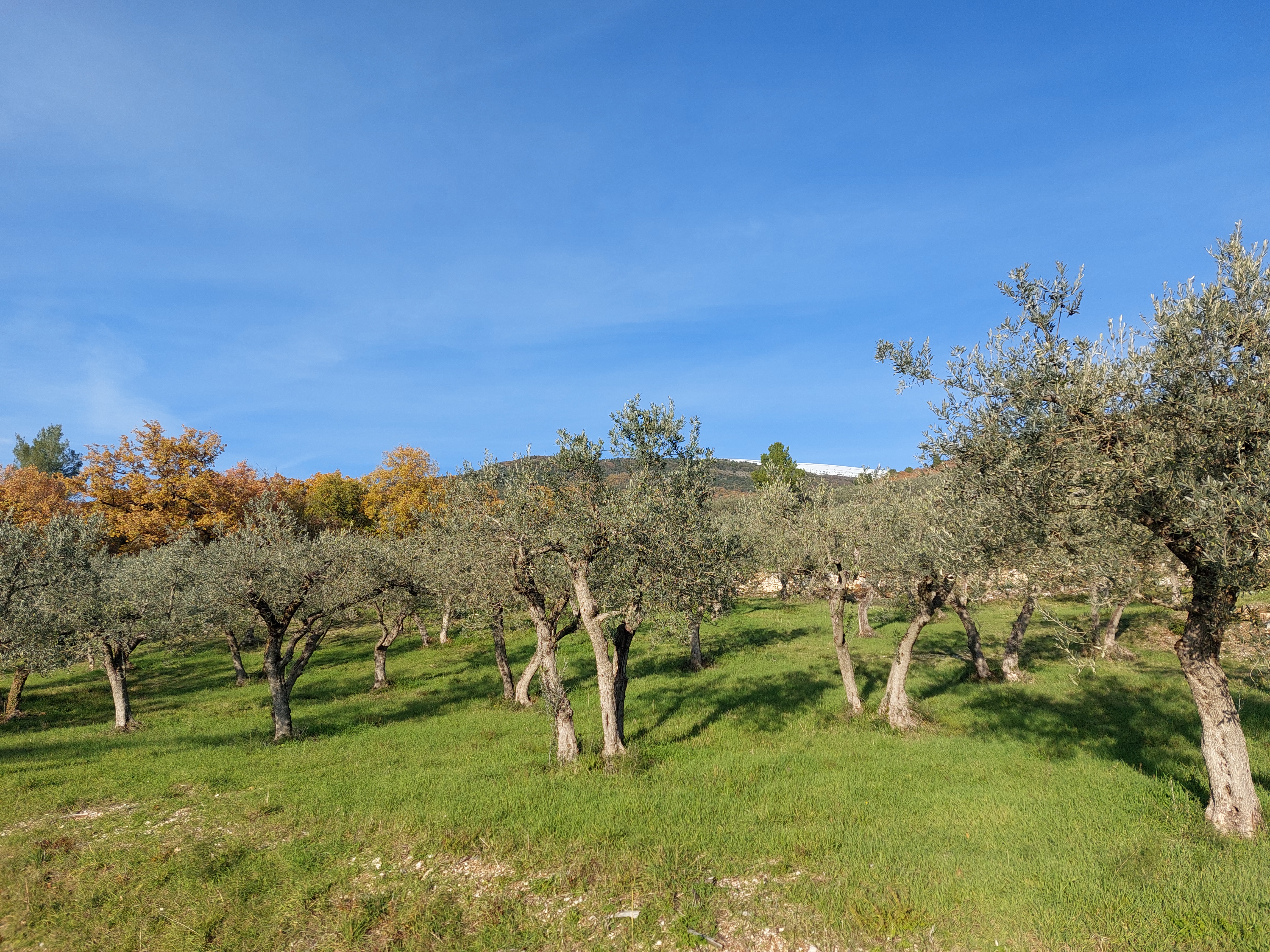 Olive trees