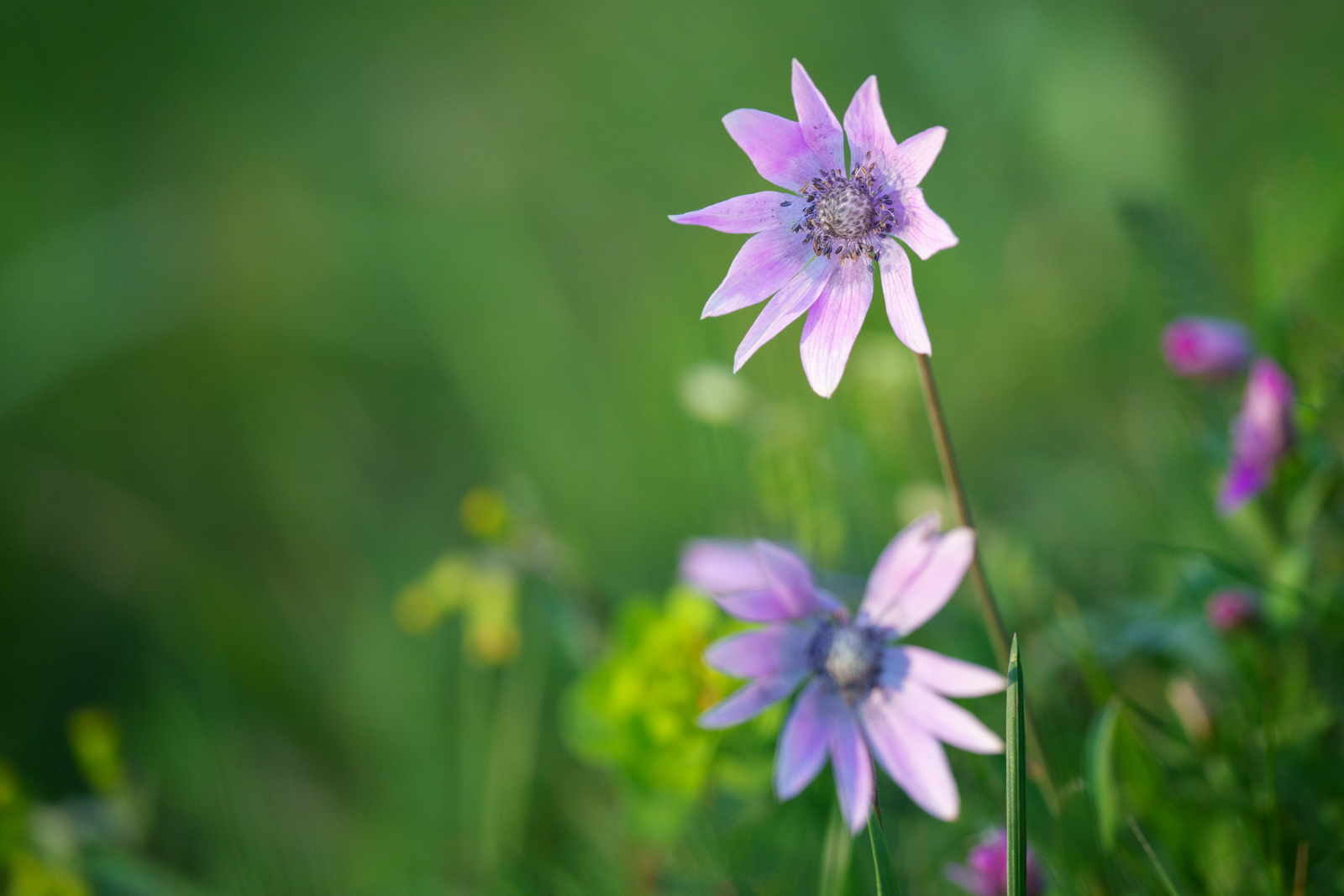 The flowers of Monte Subasio Park