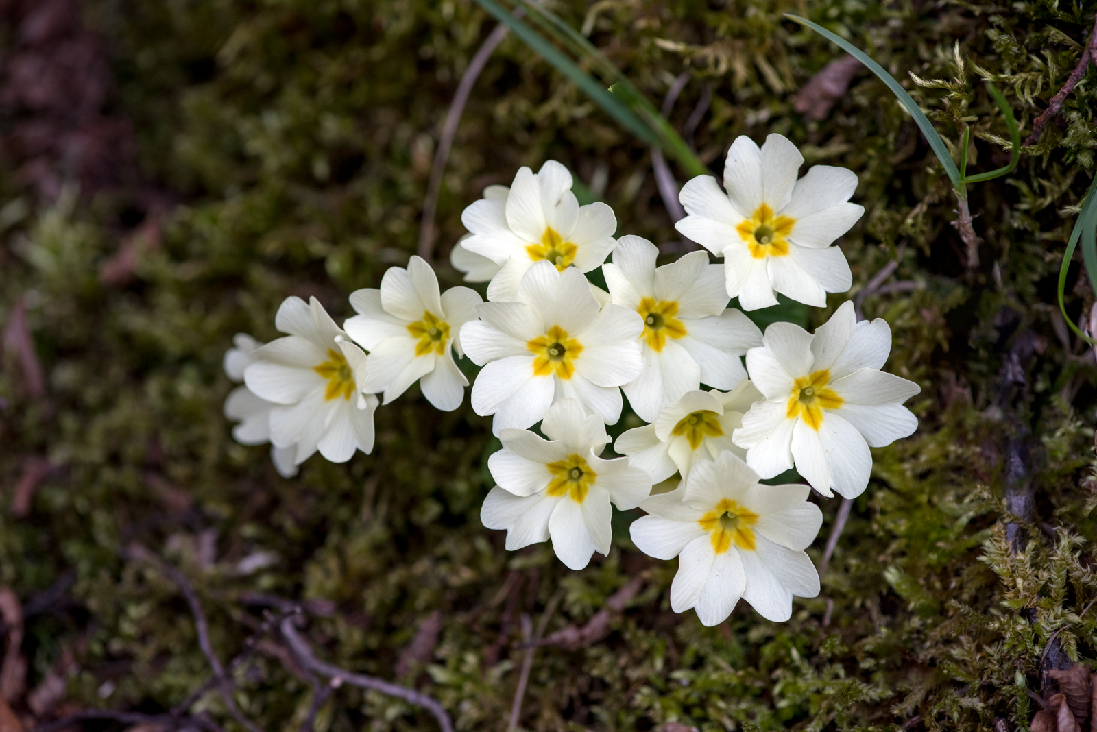 The flowers of Monte Subasio Park