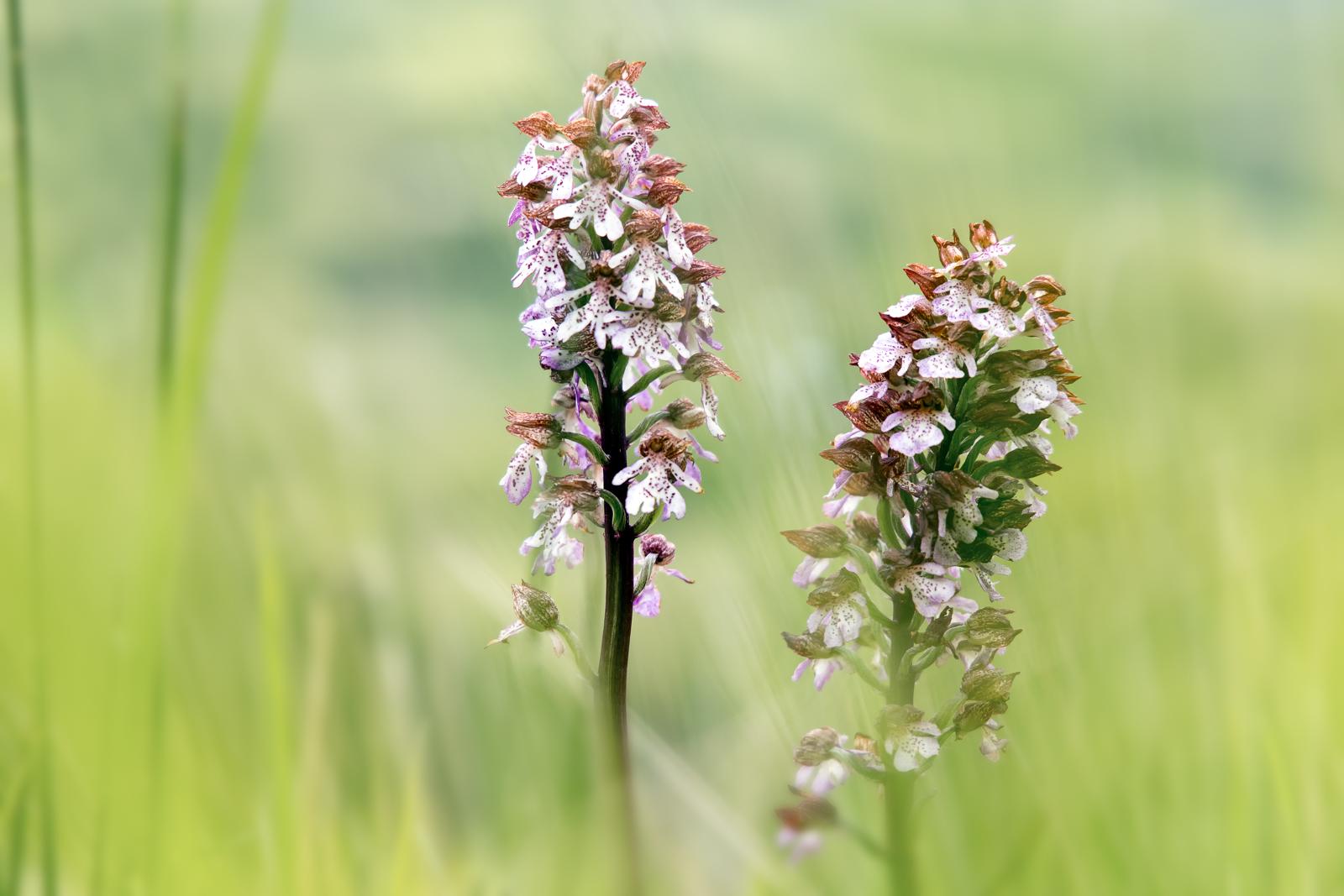 The flowers of the Mount Subasio Park