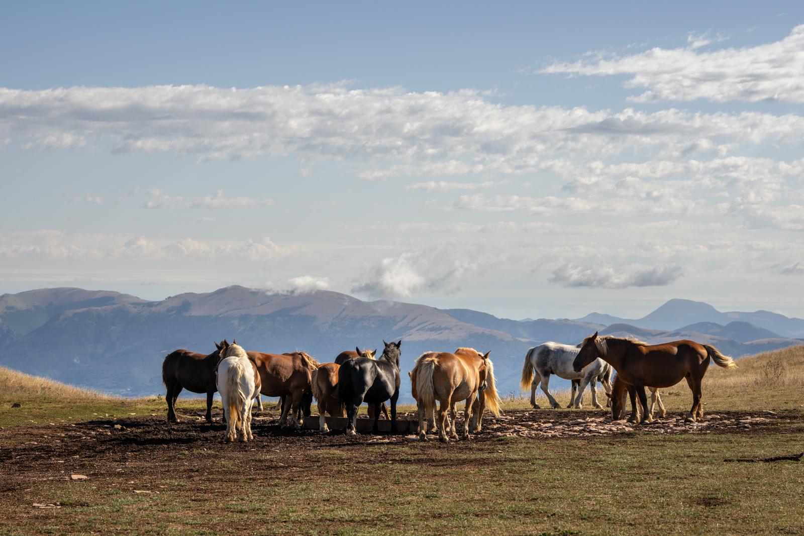 Horses in the Mount Subasio Park