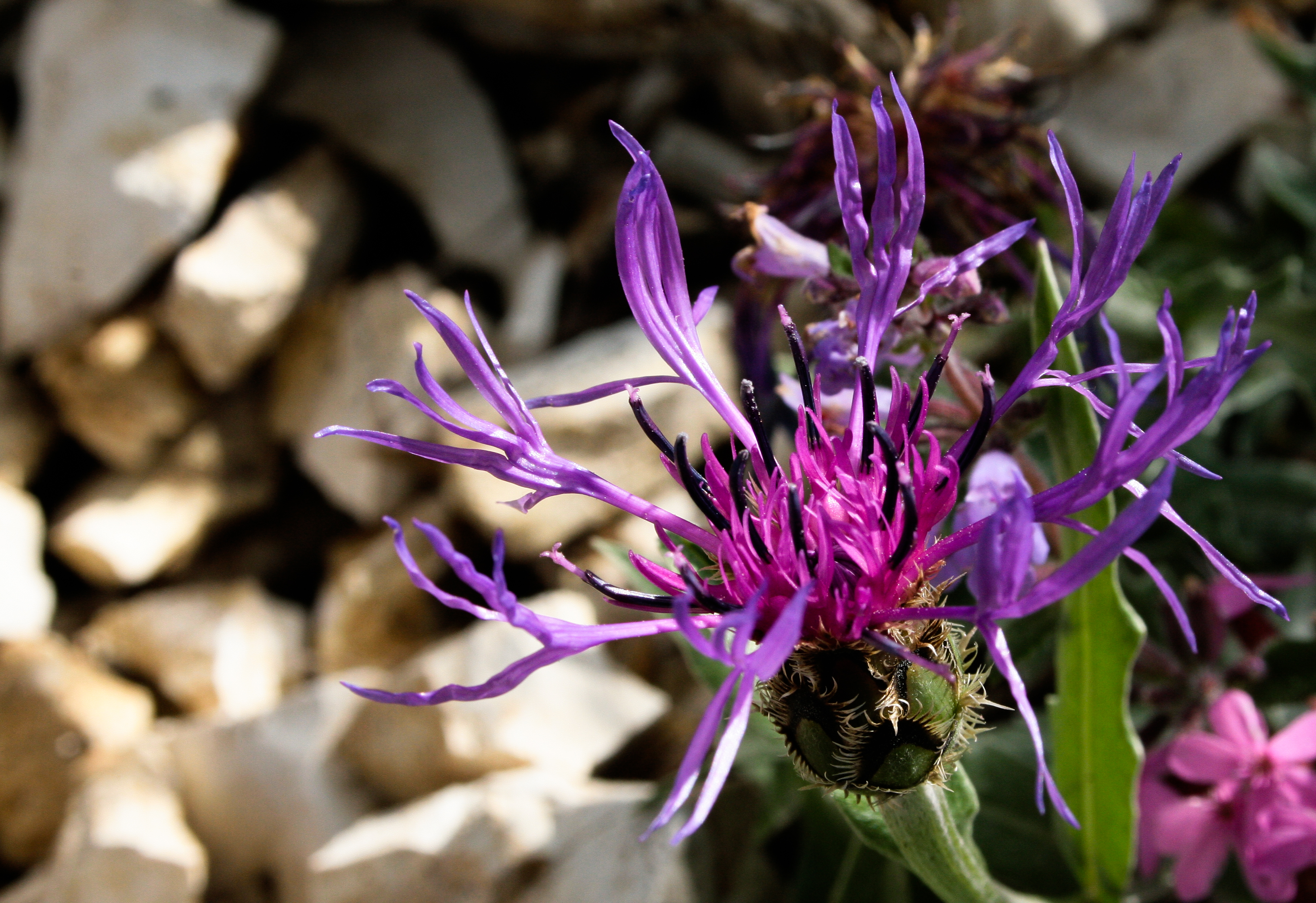 Centaurea triumfetti