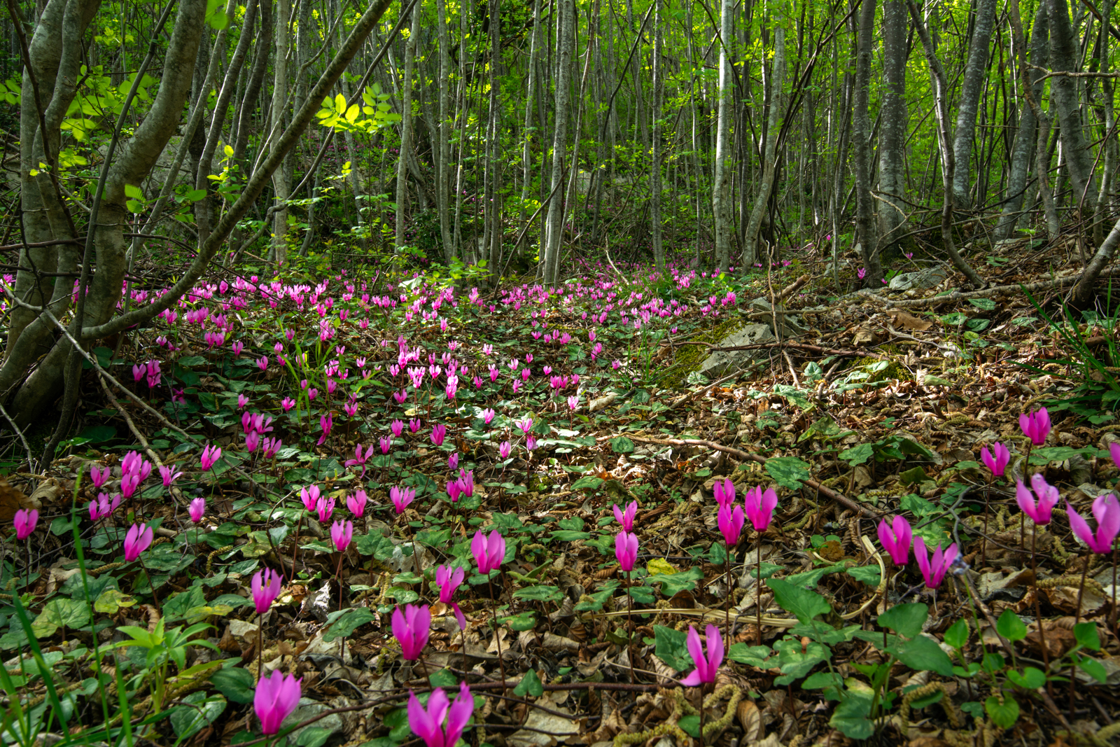 Cyclamens