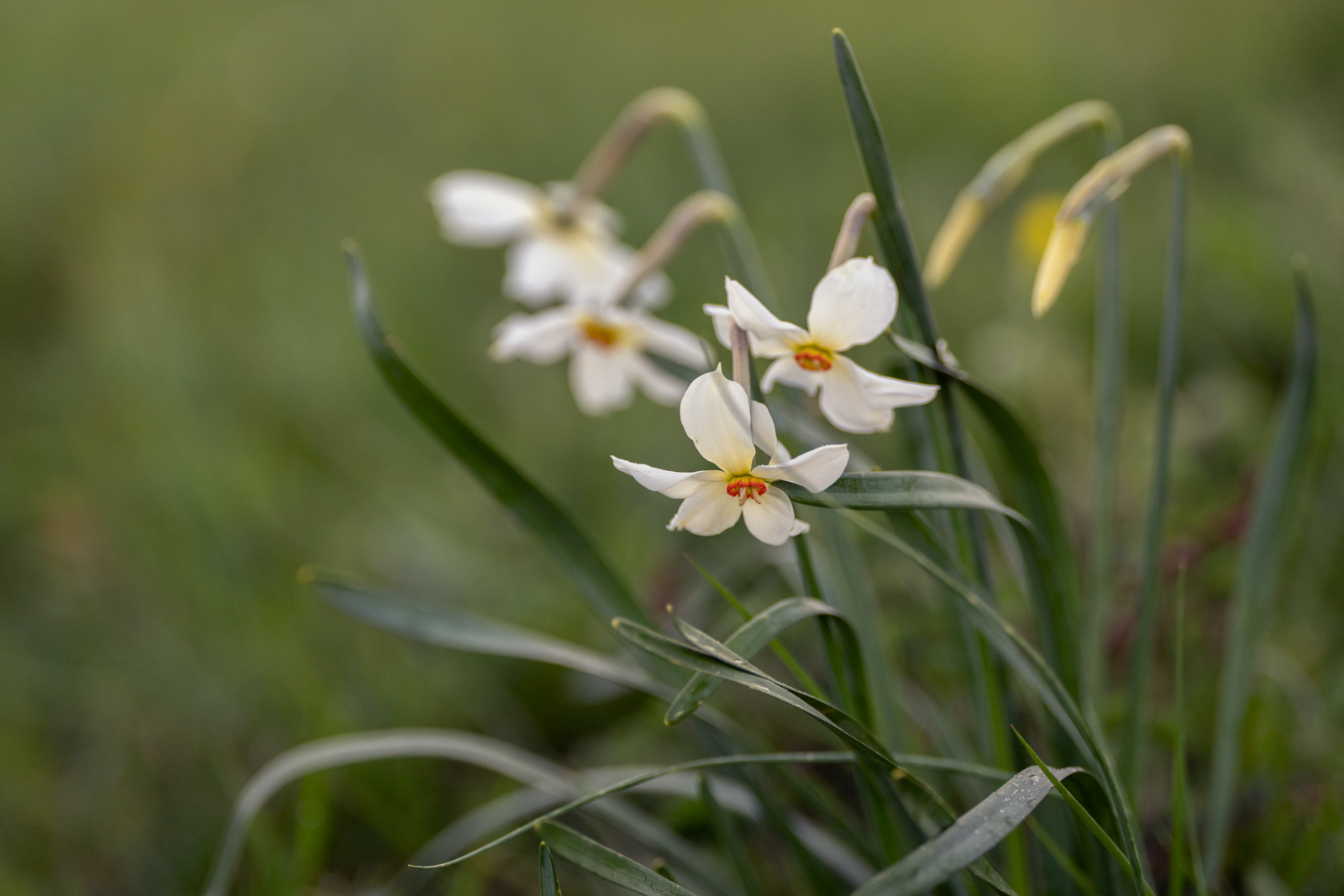 The narcissus, symbol of Mount Subasio
