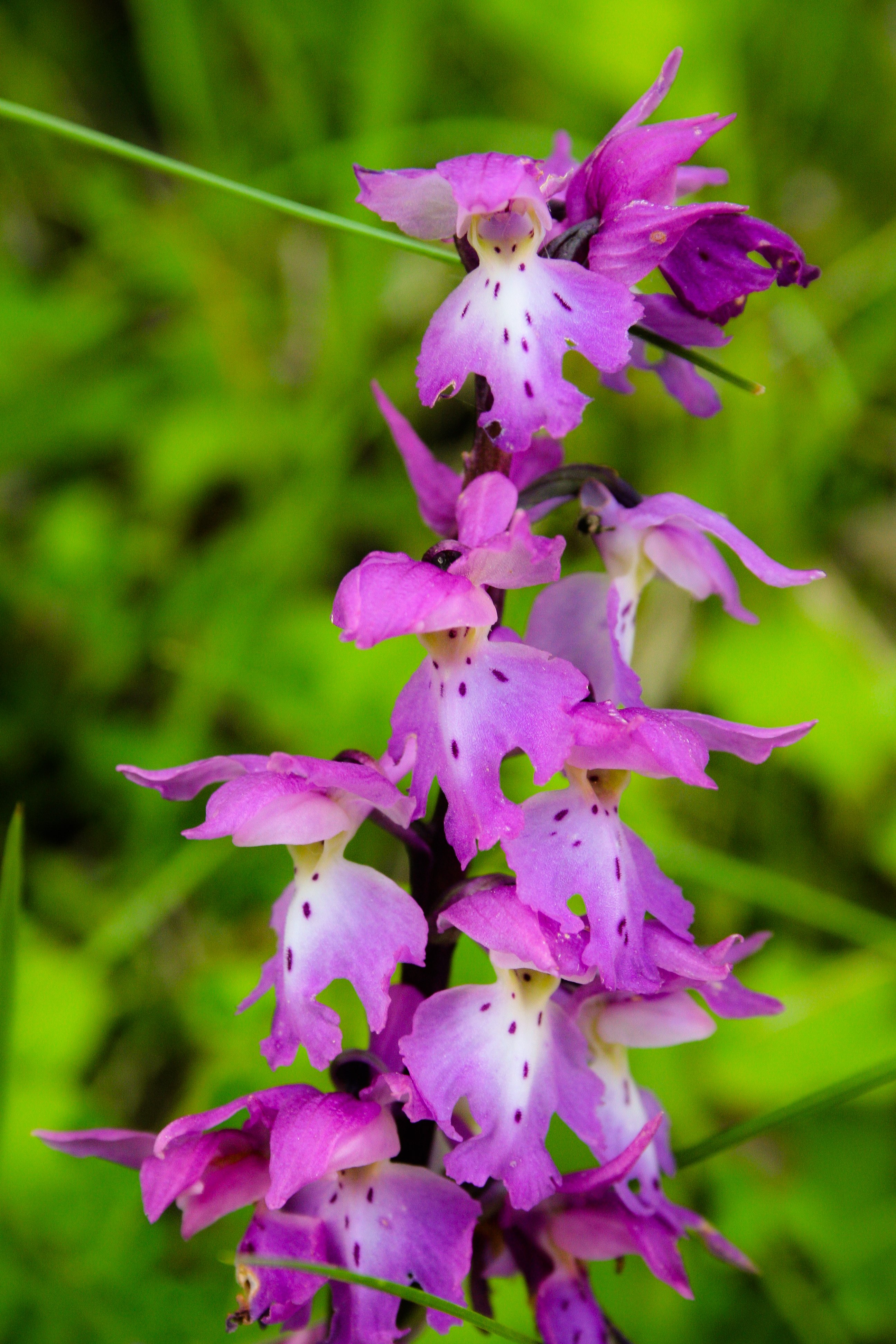Orchis mascula