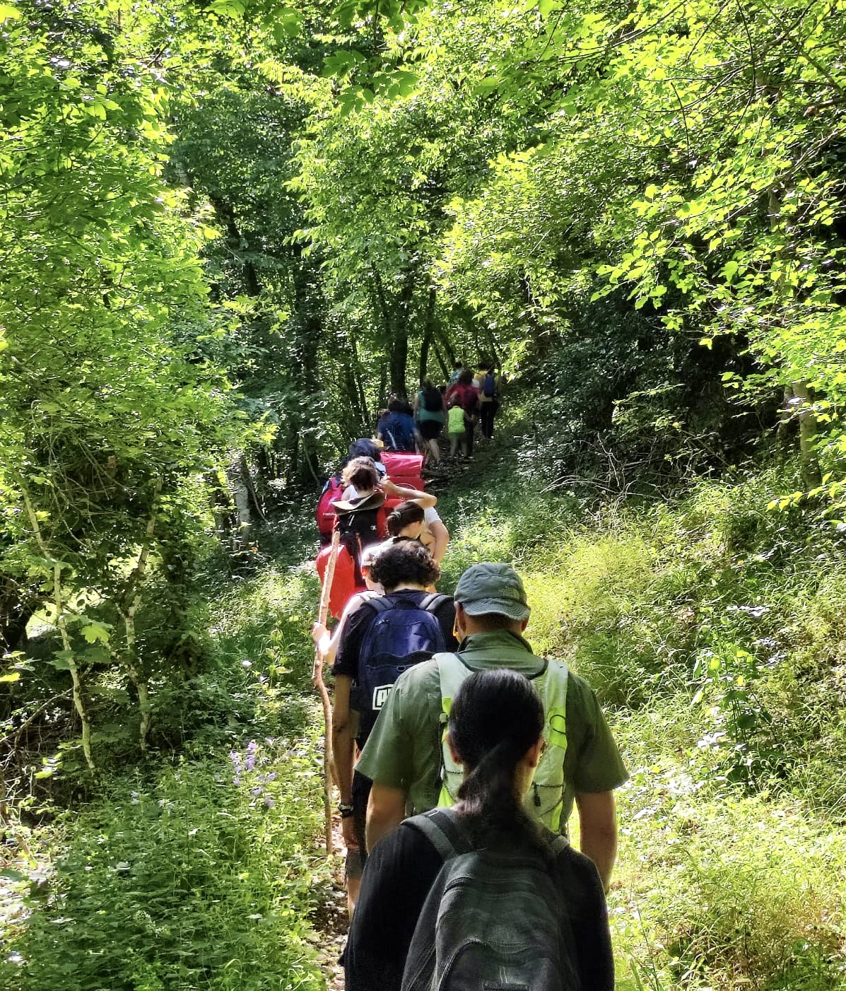 Forest hike